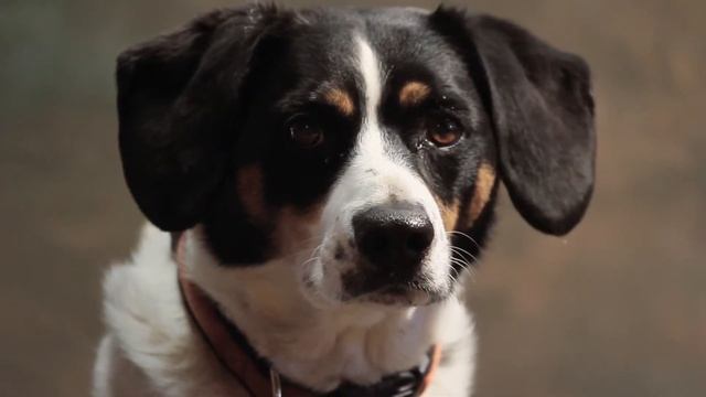 Dog Face смотреть онлайн