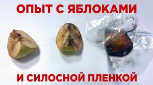 Выбор силосной пленки и эксперимент с яблоками