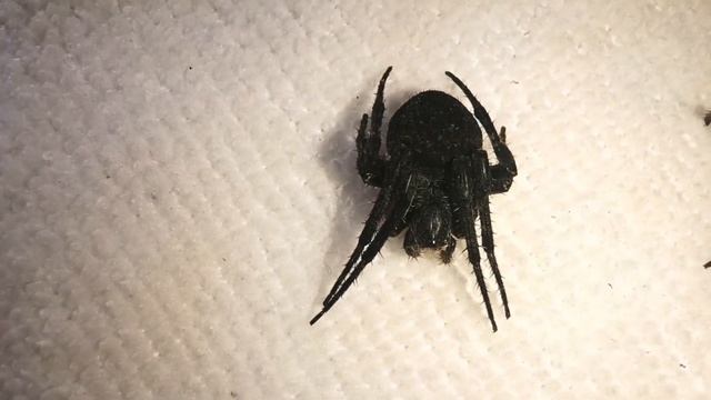 GENSAN Black Panther vs SAMON of Isabela. Legendary Fight! Spider Fight. смотреть онлайн