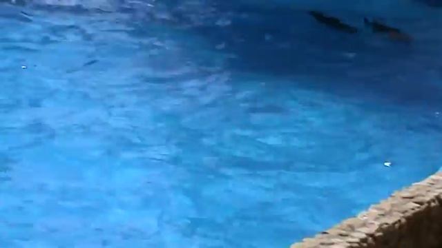 Дельфинарий в Большем Атлеше "Немо" смотреть онлайн