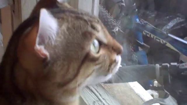 Поющий Кот Программиста. смотреть онлайн