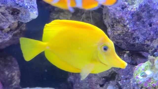 Yellow tang смотреть онлайн