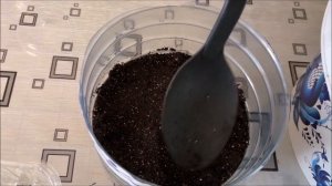 Кориандр (кинза). Выращивание, посев, всходы.