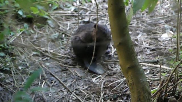 Biber Baby bei der Fellpflege. смотреть онлайн
