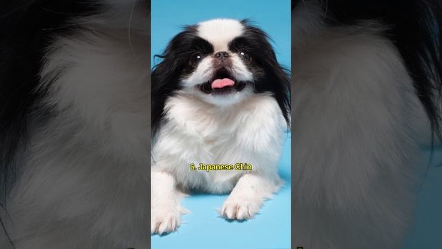 TOP 10 MOST BEAUTIFUL DOG BREEDS IN JAPAN. #shorts смотреть онлайн