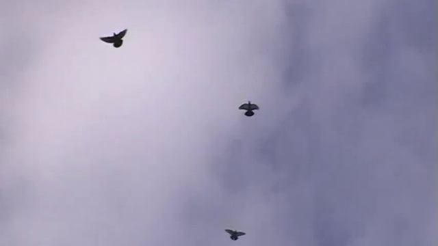 Голуби Донецка 15.08.22г. смотреть онлайн