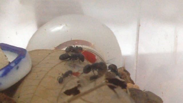 Camponotus Lasiselene 20151208b смотреть онлайн