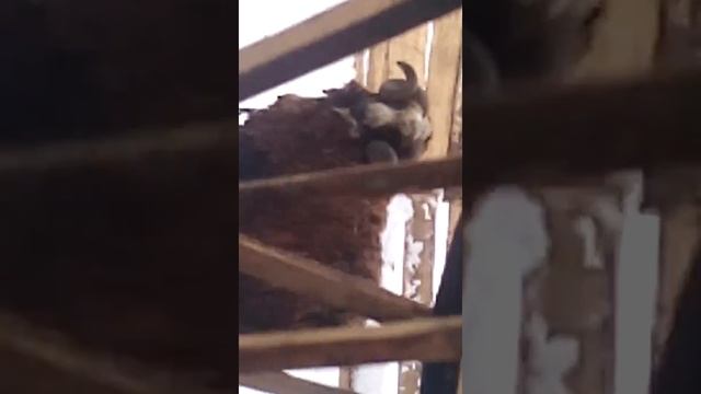 дикі свині овечки голуби лис кролі смотреть онлайн