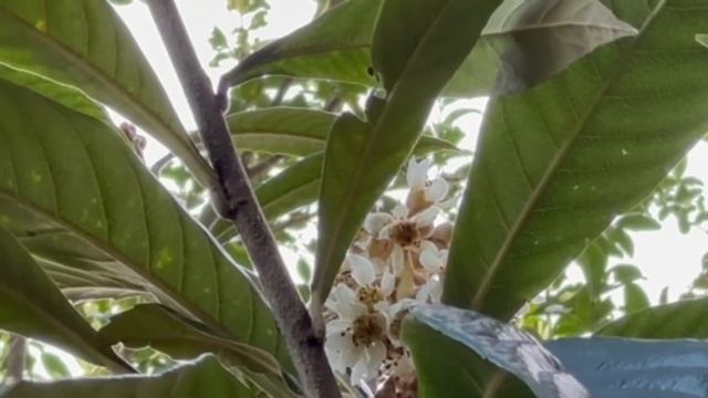 枇杷（Eriobotrya japonica） ，在澳洲4月 6月的秋冬開花，果實要到10 12月的春夏季節。因為花香而吸引蜜蜂前來。 смотреть онлайн