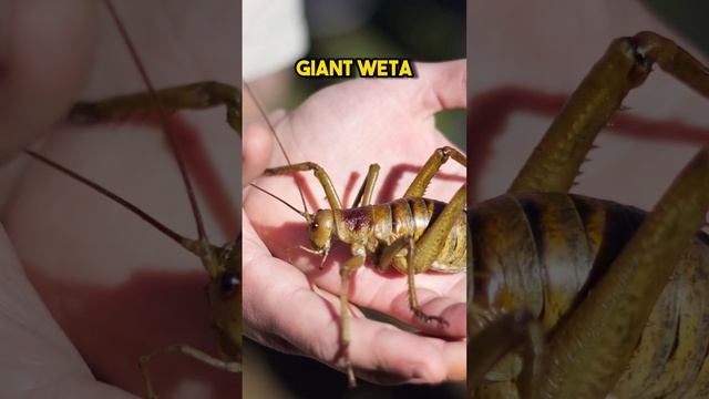 5 Largest Insects in the World смотреть онлайн