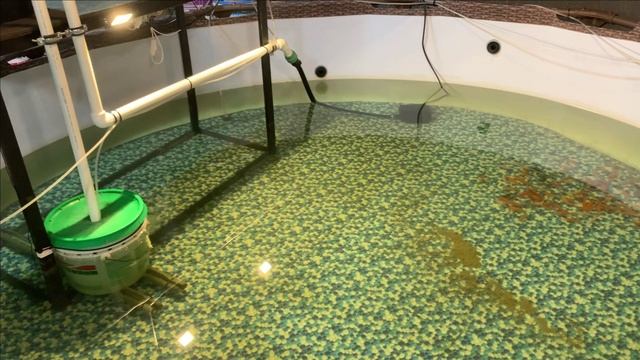 106 карпов КОИ в гараже.Отвечаю на текущие вопросы.Много трепа. смотреть онлайн