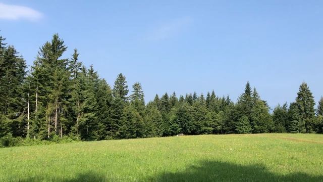On top of a hill with the sounds of nature смотреть онлайн