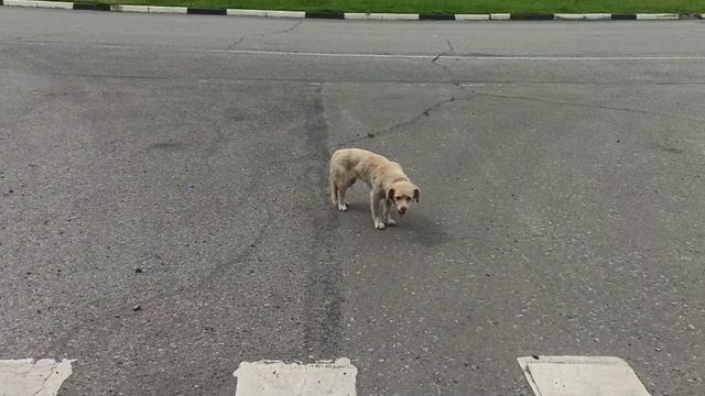 Счастливая собака и пельмени смотреть онлайн