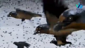 Абобил куши