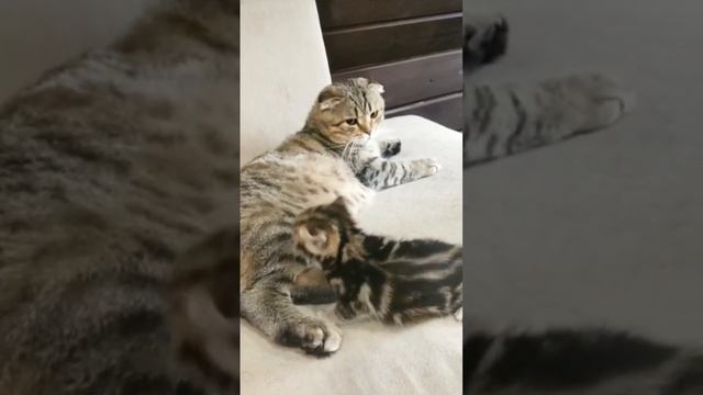 Сигизмундий папа смотреть онлайн