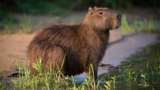 What does a capybara sound like? смотреть онлайн