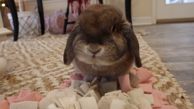 Free Roam Rabbit Holiday Morning Routine смотреть онлайн