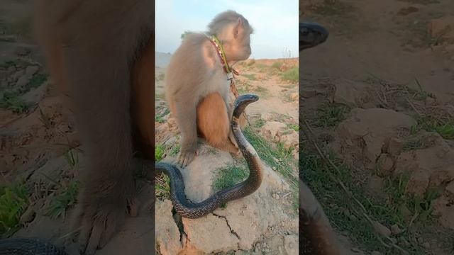cobra vs monkey short video king #monkey #kingcobra #kingsnake #animals #snake #cobra смотреть онлайн