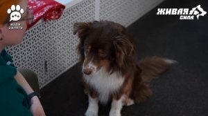 2.Обучаем собаку маркеру хорошего поведения «Да!» и выдержанно смотреть на кусок по команде «Фокус!