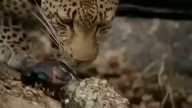 OMG! Leopard Mother Dare To Fight With The Giant Python To Rescue Leopard Cub From The Horror Attac смотреть онлайн