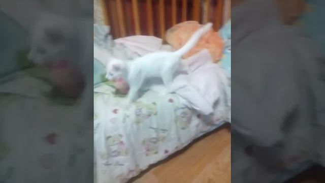 Мальчик и кот смотреть онлайн
