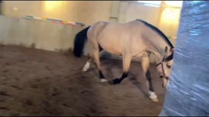 Влог с конюшни.