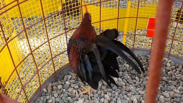Suscribete para que siga viendo los video. Los Gallos Joco son los más saludable. смотреть онлайн