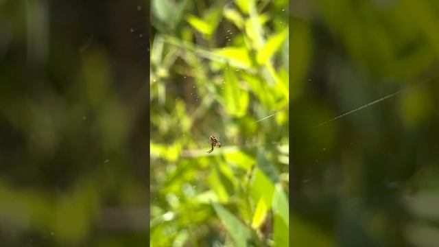 Nature's Weaver: A Close Inspection of a Tuft-Legged Orbweaver смотреть онлайн