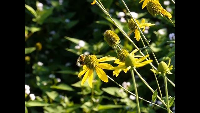 Bumblebee Drone Visiting Cutleaf Coneflowers 240fps クロマルハナバチ♂がオオハンゴンソウを訪花吸蜜スローモーション смотреть онлайн