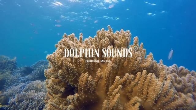 Dolphin Sounds смотреть онлайн