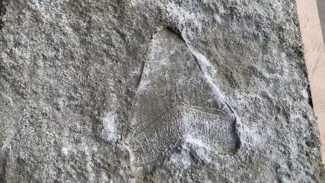 Casting a Megalodon Shark Tooth | First Sand Casting смотреть онлайн