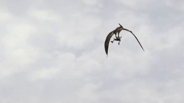 Pterodactyl 2005 HDRipvgh смотреть онлайн