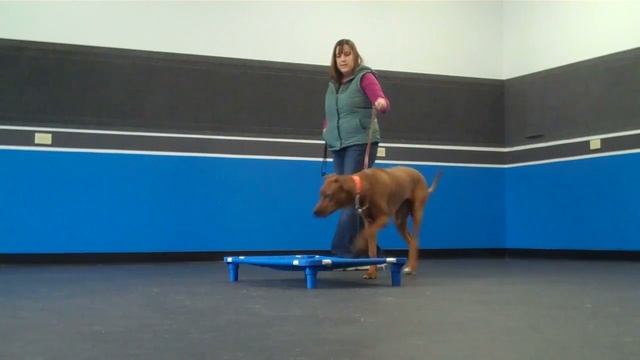 Stay + Train at Columbus K9 with "REMI" смотреть онлайн
