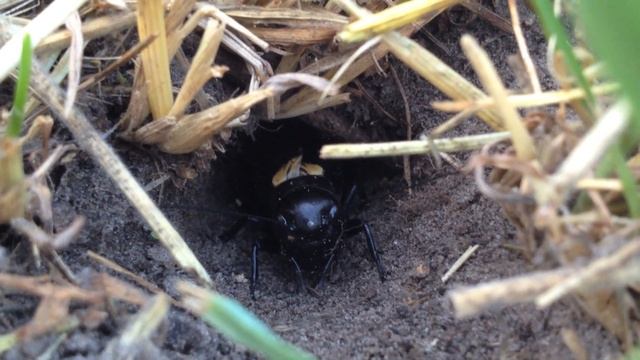 Сверчок (cricket)