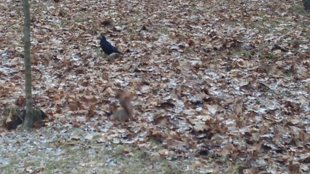 Ворон крадет спрятанный белкой орех смотреть онлайн