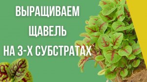 Технология выращивания Щавеля Кровавая Мэри | Микрозелень Щавель Красножильный | На 3 субстратах
