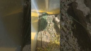 Как содержать живородящую ящерицу