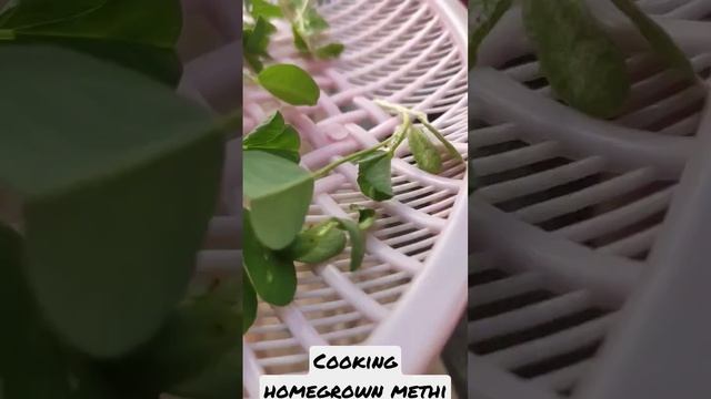 Methi at home Homegrown Fenugreek #shorts #homegrown #fenugreek #youtubeshorts #manike #yohani #vie смотреть онлайн