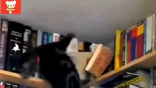 Смешные кошки 1 ● Приколы с животными ● Funny cats vine compilation ● смотреть онлайн