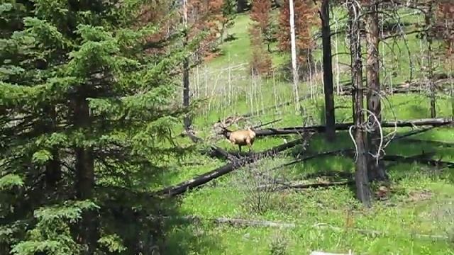 Elk. Лось на узбіччі дороги смотреть онлайн