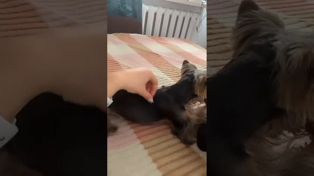 Домашний влог/￼ день тюлень день тюлень 😁😁😁 смотреть онлайн