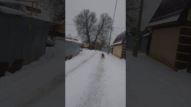 Послушный пёс. смотреть онлайн