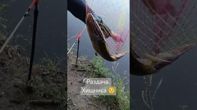 ловля на живца#судак#сом#ловлясома#ловлясудака#живец#отдых#рыбалка смотреть онлайн