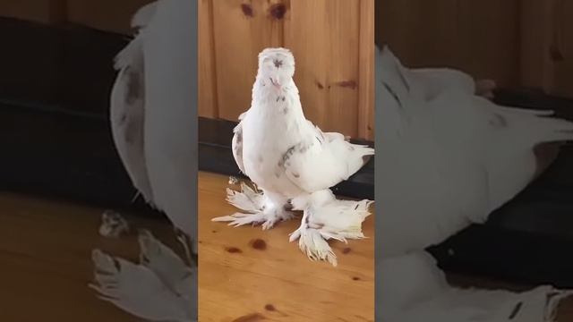 Узбекские голуби Pigeons الحمام Tauben  Merpati کبوتر鴿子 ハトkaʙūtar