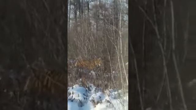 Встретил тигра по дороге на рыбалку смотреть онлайн