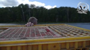 Фестиваль «Утиная территория» Тула 2024 г.