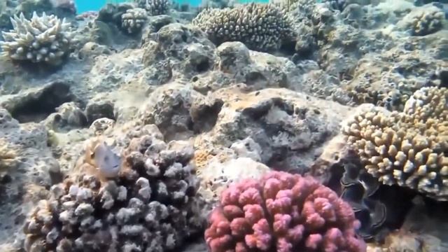 relax music-Underwater fantasies. смотреть онлайн