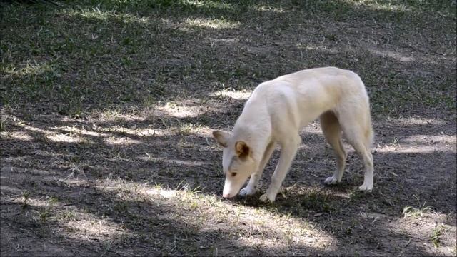 Dingo Sound 2 Cough смотреть онлайн