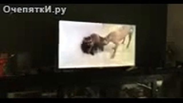 Енот все условия смотреть онлайн