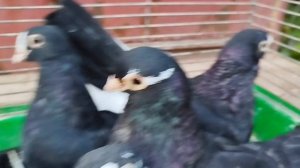 Курские голуби г. Самара излишки 89677267559